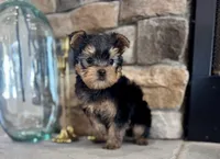 Maui, a male Yorkshire Terrier for sale in West Plains, MO – Photo 2 of 5