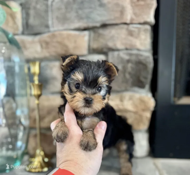 Maui – Yorkshire Terrier puppy for sale in West Plains, MO