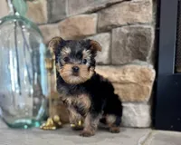 Maui, a male Yorkshire Terrier for sale in West Plains, MO – Photo 4 of 5