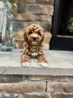 Skye, a female Poodle - Miniature  for sale in West Plains, MO – 6 of 6