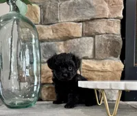 Blaze, a male Yorkipoo for sale in West Plains, MO – 1 of 4