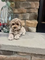 Sage, a male Poodle - Miniature  for sale in West Plains, MO – 3 of 6