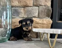 Benji, a male Yorkipoo for sale in West Plains, MO – 3 of 5