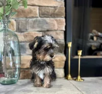 Benji, a male Yorkipoo for sale in West Plains, MO – 2 of 7