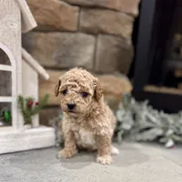 Seven, a male Poodle - Miniature  for sale in West Plains, MO – Photo 3 of 6