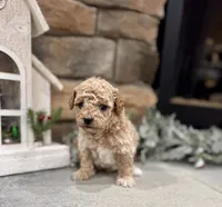 Seven, a male Poodle - Miniature  for sale in West Plains, MO – Photo 3 of 6
