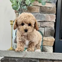 Seven, a male Poodle - Miniature  for sale in West Plains, MO – Photo 1 of 6