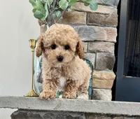 Seven, a male Poodle - Miniature  for sale in West Plains, MO – Photo 1 of 6