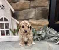 Seven, a male Poodle - Miniature  for sale in West Plains, MO – Photo 6 of 6