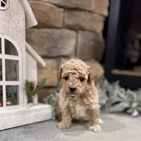Seven, a male Poodle - Miniature  for sale in West Plains, MO – Photo 4 of 6