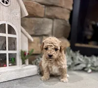 Seven, a male Poodle - Miniature  for sale in West Plains, MO – Photo 4 of 6