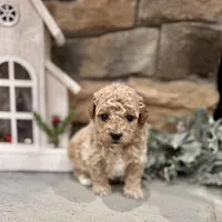Seven, a male Poodle - Miniature  for sale in West Plains, MO – Photo 5 of 6