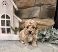 Seven, a male Poodle - Miniature  for sale in West Plains, MO – Photo 5 of 6
