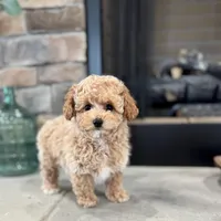 Seven, a male Poodle - Miniature  for sale in West Plains, MO – Photo 2 of 6