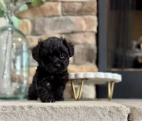 Blaze, a male Yorkipoo for sale in West Plains, MO – 3 of 4