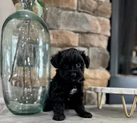 Lena, a female Yorkipoo for sale in West Plains, MO – 3 of 3