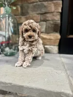 Sage, a male Poodle - Miniature  for sale in West Plains, MO – 6 of 6