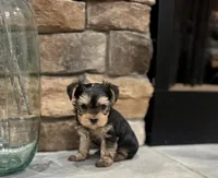 Milo, a male Yorkshire Terrier for sale in West Plains, MO – 4 of 6