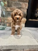 Skye, a female Poodle - Miniature  for sale in West Plains, MO – 3 of 6