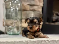 Guy, a male Yorkshire Terrier for sale in West Plains, MO – 4 of 5