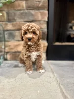 Skye, a female Poodle - Miniature  for sale in West Plains, MO – 5 of 6