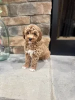 Skye, a female Poodle - Miniature  for sale in West Plains, MO – 4 of 6