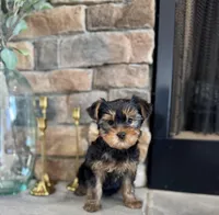 Mick, a male Yorkshire Terrier for sale in West Plains, MO – Photo 2 of 4