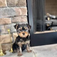 Mick, a male Yorkshire Terrier for sale in West Plains, MO – Photo 4 of 4