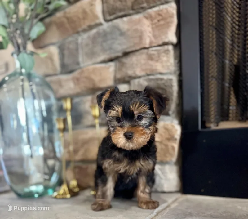 Mick – Yorkshire Terrier puppy for sale in West Plains, MO