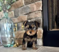 Mick, a male Yorkshire Terrier for sale in West Plains, MO – Photo 1 of 4