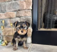 Mick, a male Yorkshire Terrier for sale in West Plains, MO – Photo 3 of 4