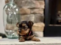 Guy, a male Yorkshire Terrier for sale in West Plains, MO – 2 of 5