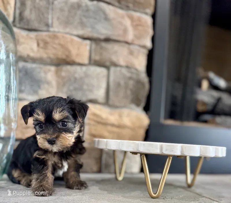 Benji – Yorkipoo puppy for sale in West Plains, MO