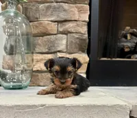 Guy, a male Yorkshire Terrier for sale in West Plains, MO – 1 of 5