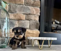 Benji, a male Yorkipoo for sale in West Plains, MO – 2 of 5