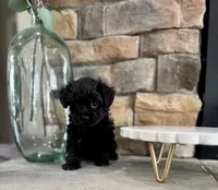 Blaze, a male Yorkipoo for sale in West Plains, MO – 2 of 4