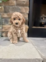 Stu, a male Poodle - Miniature  for sale in West Plains, MO – 3 of 4