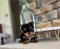 Deja, a female Yorkshire Terrier for sale in West Plains, MO – 1 of 5