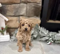 Scoop, a male Poodle - Miniature  for sale in West Plains, MO – Photo 5 of 6