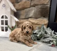 Scoop, a male Poodle - Miniature  for sale in West Plains, MO – Photo 4 of 6