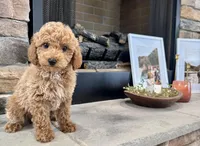 Scoop, a male Poodle - Miniature  for sale in West Plains, MO – Photo 1 of 6