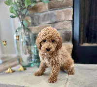 Scoop, a male Poodle - Miniature  for sale in West Plains, MO – Photo 3 of 6