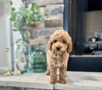 Scoop, a male Poodle - Miniature  for sale in West Plains, MO – Photo 2 of 6