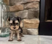 Milo, a male Yorkshire Terrier for sale in West Plains, MO – 5 of 6