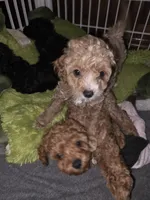 Winn, a female Poodle - Toy  for sale in Madison, OH – 2 of 3