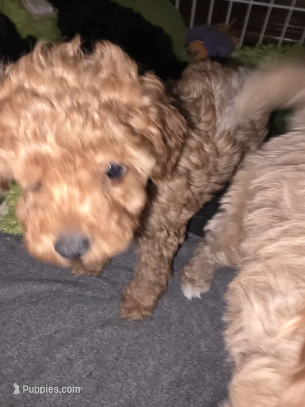 Winn – Poodle - Toy  puppy for sale in Madison, OH
