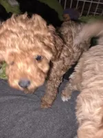 Winn, a female Poodle - Toy  for sale in Madison, OH – 1 of 3