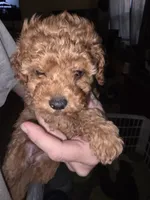 Winn, a female Poodle - Toy  for sale in Madison, OH – 3 of 3