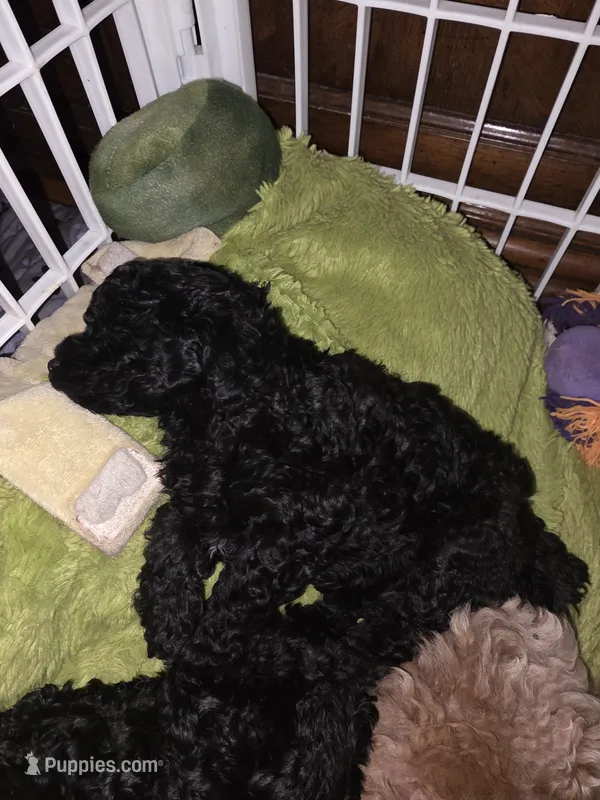 Chunk – Poodle - Toy  puppy for sale in Madison, OH