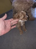 Dixie, a female Poodle - Toy  for sale in Madison, OH – 1 of 2